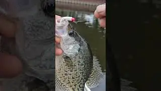 Catching crappie on a Rigged Twirl  Tail #crappie #catchingcrappie #fishing