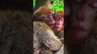WILDLIFE OF ASIA 4K #short #shorts #asia #wildlife #wildlifeanimals  #travel #nature #naturelovers