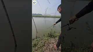 Wow! Amazing Hook Fishing video in Beel water(part-27) #hook_fishing #bigfish #fishvideo #shorts