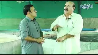 Small Business Idea 💡#urdupoint #pakistan #fishes #fishfarming 
