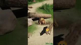 The Insulted Lion Is Ready For Fierce Revenge👿🦁 #lion #wildliferescue #games #animals