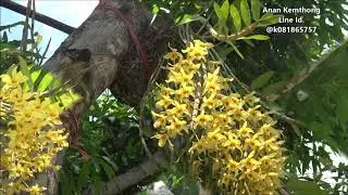 เหลืองจันทบูรณ์ บนต้นมะม่วง,Yellow Dendrobium Chanthaboon on the mango tree