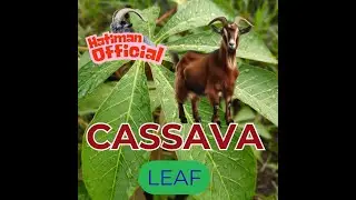 Cassava Leaf