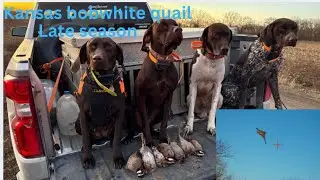Bobwhite Quail hunt in Kansas late season