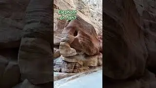 Elephant, fish or both? #stone #formation #petra #jordan #nature #shorts #trending #shortvideo #wow
