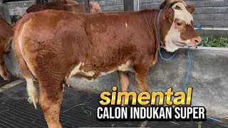 grosir sapi super mas yohandi . full stok