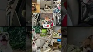 rip to my storage 💔 #dogmom #dogowner #relatable