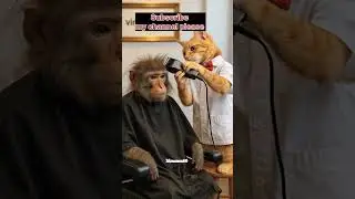 monkey vs cat hair cut #monkey #vs #cat #hircut #funny #comedy #video #youtube #monkeycomedy