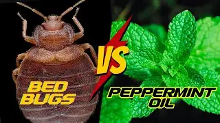 How to Use Peppermint Oil To Kill Bed Bugs FAST !