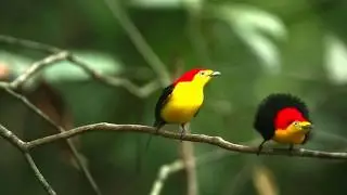 Pipra filicauda