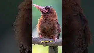 Jacamar&aacute; del Pur&uacute;s - El Ave con un Gran Pico