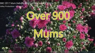 TIMELAPSE Over 900 Mums Delivered & Picked UP DBC 2017