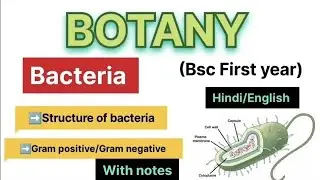Structure of Bacteria || Bsc 1 year Botany || Gram +ve bacteria and Gram -ve bacteria ||