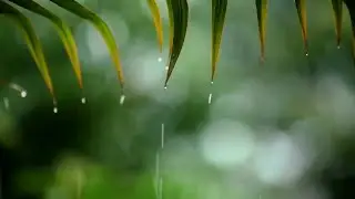 Relaxing Piano Music & Soft Rain Sounds | Fall Asleep Fast | Deep Sleep | No Ads