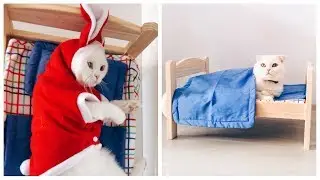 Kedim Coco