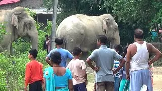 Wild Encounter: School Girl Runs Across a Herd of Elephants Near Sumoni Gaon Purabangla