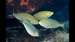 Short documentary about Sarpa Salpa (the dream fish) by Blue Beet