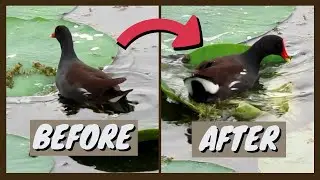 Common Moorhen (Gallinule) Flipping And Jumping On Lily Pads | Cute and Relaxing | Foraging For Food
