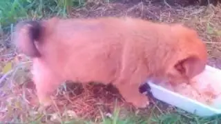 КУБАНЕЦ ПЯТАЯ ЧАСТЬ