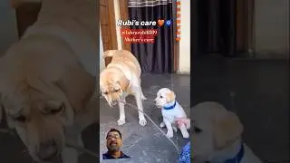 @labrarubi8589 #doglover #dog #love