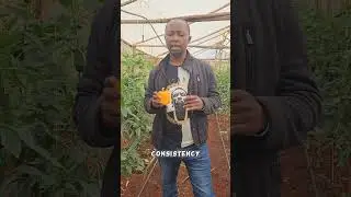 Don't do coloured capsicum  in open field