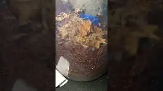 super young sling isn't eating for awhile not talking about molting.