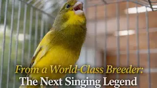 The Perfect Canary Doesn't Exi.... PART 2 - Canary Singing Video
