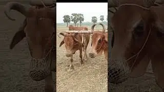 Incredible method of tilling land with cows! Ancient farmer's technology | Cow ploughing।#bull #cow
