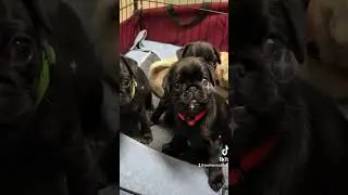 Adorable Pug Puppies Get Vaccinated! Find Your Perfect Lap Buddy Here! 🐶💕
