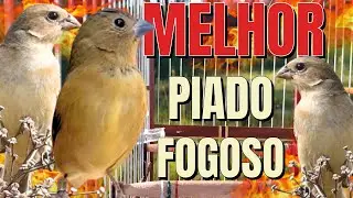 Piado de F&ecirc;mea de Coleiro com Piado de F&ecirc;mea de Coleiro para Esquentar Coleiro Piado de F&ecirc;mea