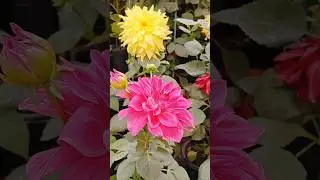 Dahlia mixed colour flowers🌼#flowers #dahlia #garden #gardening #phool #plants #photo #love #shorts