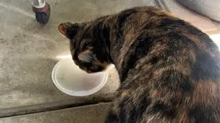 Cuánto costó?? Campanita a cirugía ya no tendrá bebés gatitos esto pasó 