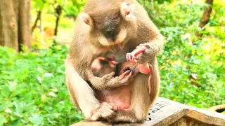 Joyful Welcome Mother Monkey Celebrates the Arrival Of Her Newborn Baby