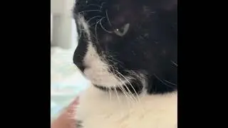 Cats That Really Know How To Relax 😎 