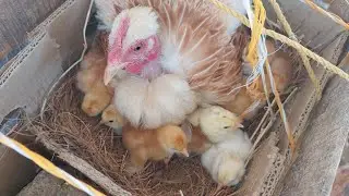 🐣✅Muchos integrantes nuevos en el gallinero, abrimos los huevos que no nacieron🚫