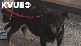 Meet Scooter, a dog available to adopt from the Austin Humane Society | Pet of the Week