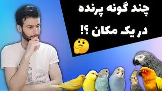 نگهداری چند گونه پرنده در یک اتاق یا یک سالن پرورش : آیا شدنی هست یا نه؟