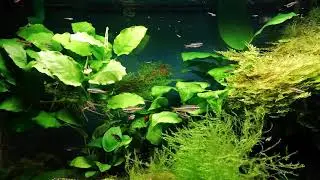 Tanichthys micagemmae Vietnamesischer Kardinalfisch