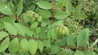 Еводія, різні способи вирощування та результати.