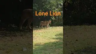 Lone Lion of baroda #lion #lonelion #travel #ytshorts #yt #roamingfar #baroda #sayajibaug #animal