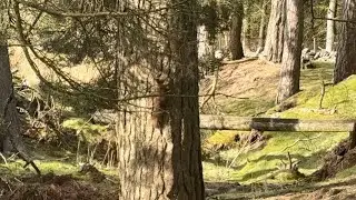 Rarely seen red squirrel running through the trees