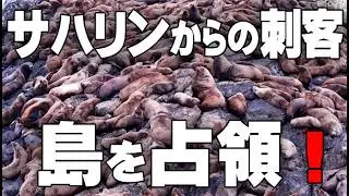 【弁天島（稚内）】超大作！サハリンから南下する王者たちの巨大シェルター