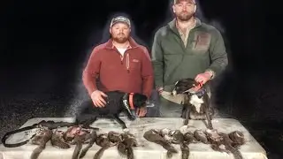 Awesome SQUIRREL Hunting with dogs
