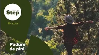 Маршрут на выходные - сосновый лес