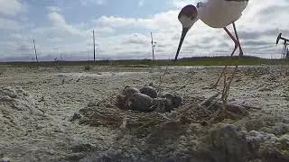 Long feet snipe beats the bird video