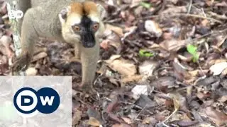 The Red List of threatened species | Global 3000