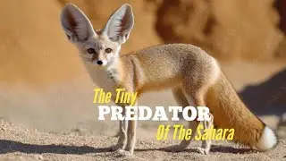 LIFE OF THE FENNEC FOX | Cutest Desert Survivor