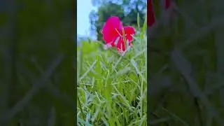 #viralmore#subscribemychannel#subscribemore#viralmore#trendingnatureshorts#naturelover#viralmore