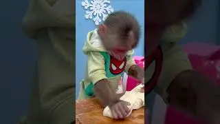 Bibi monkey makes bread for breakfast P2 #babymonkey #animalsmuckbang #trending #cute #monkey #funny