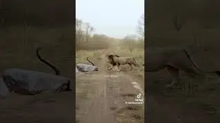 serpiente vs Leon